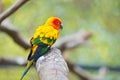 A Sun Parakeet on the trunk