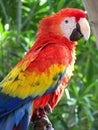 Parrot_2