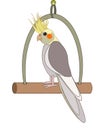 Corella parrot sitting on swing