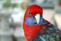 Parrot Royalty Free Stock Photo