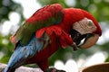 Parrot Royalty Free Stock Photo