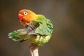 Parrot Royalty Free Stock Photo