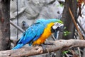 Parrot Royalty Free Stock Photo