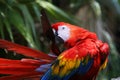 Parrot Royalty Free Stock Photo