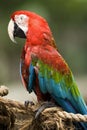 Parrot Royalty Free Stock Photo