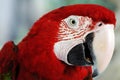 Parrot Royalty Free Stock Photo