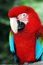 Parrot Royalty Free Stock Photo