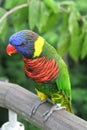 Parrot Royalty Free Stock Photo