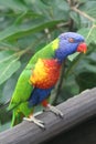 Parrot Royalty Free Stock Photo