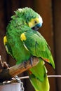 Parrot Royalty Free Stock Photo