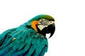 Parrot Royalty Free Stock Photo