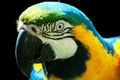 Parrot Royalty Free Stock Photo