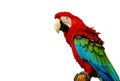 Parrot Royalty Free Stock Photo