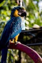 Parrot Royalty Free Stock Photo