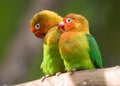 Fischers lovebird (Agapornis fischeri) Royalty Free Stock Photo