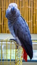 Parrot. African Grey Parrot. Parrot Jaco