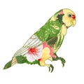 Parrot Agapornis lovebird tropical bird floral pattern white and yellow hibiscus palm on a white background vector illustration