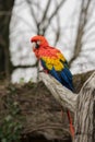 Parrot, also known as psittacine on a branch Royalty Free Stock Photo