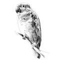 Parrot Amazon itting on a tree branch sketch vector