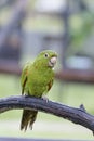 Parrot (Amazone) Royalty Free Stock Photo