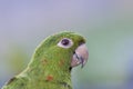 Parrot (Amazone) Royalty Free Stock Photo