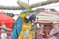 Parrot animal health eating food arra orange color