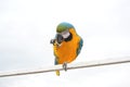 Parrot animal health eating food arra orange sky