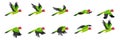 Parrot animation. Animated parrots flight, flying bird loop sequence sprite list, nature fly movement wing motion flash