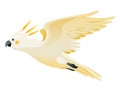 Parrot animation. Exotic adorable fauna character flight. White sulphur crested cockatoo. Animated tropical bird flying Royalty Free Stock Photo