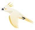 Parrot animation. Exotic adorable fauna character flight. White sulphur crested cockatoo. Animated tropical bird flying