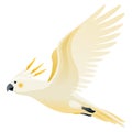 Parrot animation. Exotic adorable fauna character flight. White sulphur crested cockatoo. Animated tropical bird flying