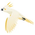 Parrot animation. Exotic adorable fauna character flight. White sulphur crested cockatoo. Animated tropical bird flying Royalty Free Stock Photo