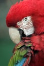 Parrot ara Royalty Free Stock Photo