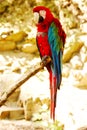 Parrot ara chloroptera Royalty Free Stock Photo