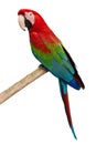 Parrot ara chloroptera Royalty Free Stock Photo