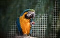 Parrot ara eats cherry and sits on a branch. Royalty Free Stock Photo