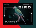 Parrot Ara Macaw vector popular modern realistic icon