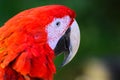 Parrot ara red beautiful just wonderful