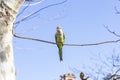 Parrot. Argentine parrot eating. A pair of Argentine parrots hanging and fluttering on the branches of a tree. Royalty Free Stock Photo