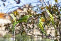 Parrot. Argentine parrot eating. A pair of Argentine parrots hanging and fluttering on the branches of a tree. Royalty Free Stock Photo