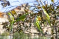 Parrot. Argentine parrot eating. A pair of Argentine parrots hanging and fluttering on the branches of a tree. Royalty Free Stock Photo