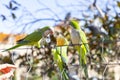 Parrot. Argentine parrot eating. A pair of Argentine parrots hanging and fluttering on the branches of a tree. Royalty Free Stock Photo