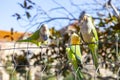 Parrot. Argentine parrot eating. A pair of Argentine parrots hanging and fluttering on the branches of a tree. Royalty Free Stock Photo