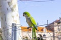 Parrot. Argentine parrot eating. A pair of Argentine parrots hanging and fluttering on the branches of a tree. Royalty Free Stock Photo