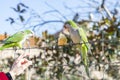 Parrot. Argentine parrot eating. A pair of Argentine parrots hanging and fluttering on the branches of a tree. Royalty Free Stock Photo