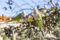 Parrot. Argentine parrot eating. A pair of Argentine parrots hanging and fluttering on the branches of a tree. Royalty Free Stock Photo