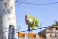 Parrot. Argentine parrot eating. A pair of Argentine parrots hanging and fluttering on the branches of a tree. Royalty Free Stock Photo