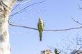 Parrot. Argentine parrot eating. A pair of Argentine parrots hanging and fluttering on the branches of a tree. Royalty Free Stock Photo