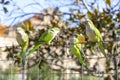 Parrot. Argentine parrot eating. A pair of Argentine parrots hanging and fluttering on the branches of a tree. Royalty Free Stock Photo