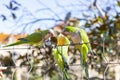 Parrot. Argentine parrot eating. A pair of Argentine parrots hanging and fluttering on the branches of a tree. Royalty Free Stock Photo